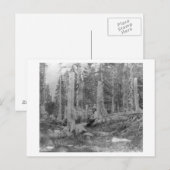 Bomen afgesneden door Donner Party Uitnodiging Briefkaart (Voorkant / Achterkant)