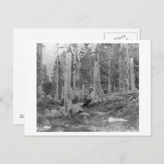 Bomen afgesneden door Donner Party Uitnodiging Briefkaart (Voorkant / Achterkant)