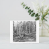 Bomen afgesneden door Donner Party Uitnodiging Briefkaart (Staand voorkant)