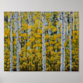 Bomen | Aspen Forest | Poster met valleien (Voorkant)