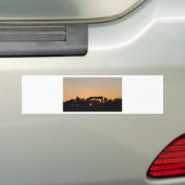 Bomen bij zonsondergang in tegenlicht in Rome Bumpersticker (Op auto)