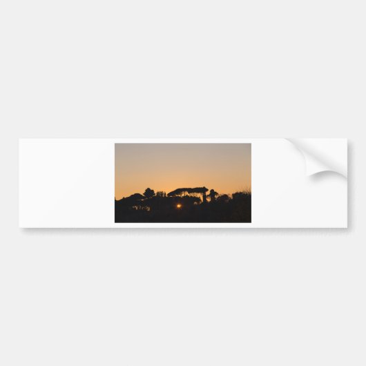 Bomen bij zonsondergang in tegenlicht in Rome Bumpersticker (Voorkant)