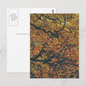 BOMEN BRIEFKAART (Voorkant / Achterkant)