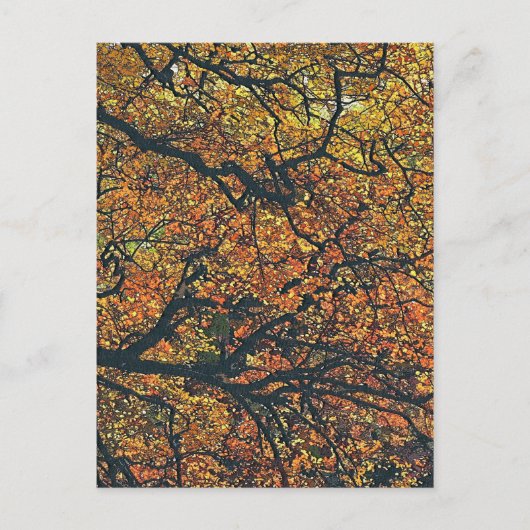 BOMEN BRIEFKAART (Voorkant)