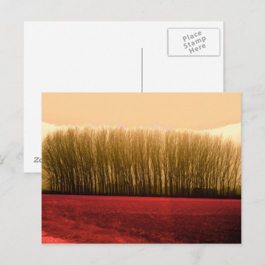 bomen briefkaart (Voorkant / Achterkant)