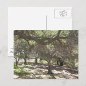 Bomen - briefkaart (Voorkant / Achterkant)