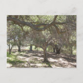 Bomen - briefkaart (Voorkant)