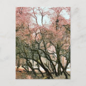 BOMEN BRIEFKAART (Voorkant)