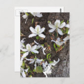 Bomen Briefkaart (Voorkant / Achterkant)