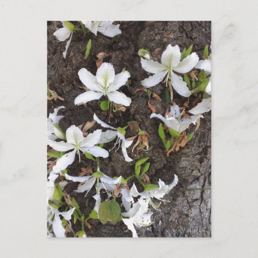 Bomen Briefkaart (Voorkant)