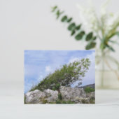 BOMEN BRIEFKAART (Staand voorkant)