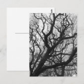 Bomen Briefkaart (Voorkant / Achterkant)