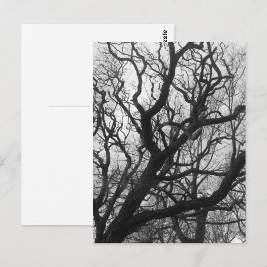 Bomen Briefkaart (Voorkant / Achterkant)