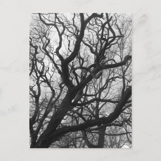 Bomen Briefkaart (Voorkant)