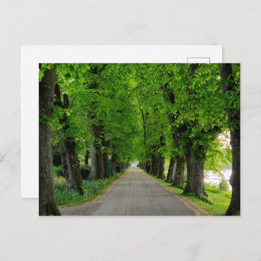 Bomen Briefkaart (Voorkant / Achterkant)