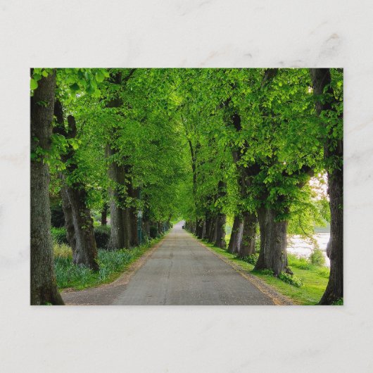 Bomen Briefkaart (Voorkant)