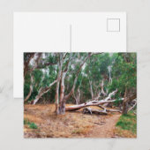 Bomen Briefkaart (Voorkant / Achterkant)
