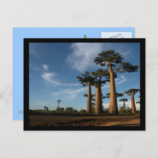 BOMEN BRIEFKAART (Voorkant / Achterkant)