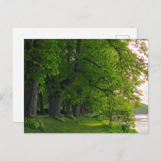 Bomen Briefkaart (Voorkant / Achterkant)