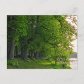 Bomen Briefkaart (Voorkant)
