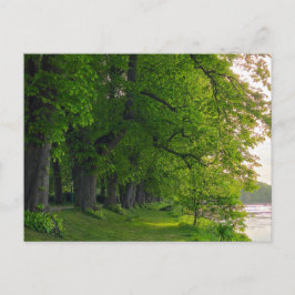 Bomen Briefkaart