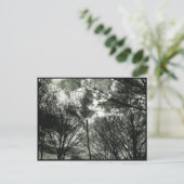 Bomen | BRIEFKAART (Staand voorkant)