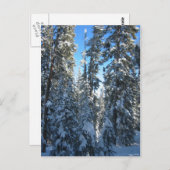 Bomen Briefkaart (Voorkant / Achterkant)