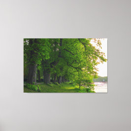 Bomen Canvas Afdruk