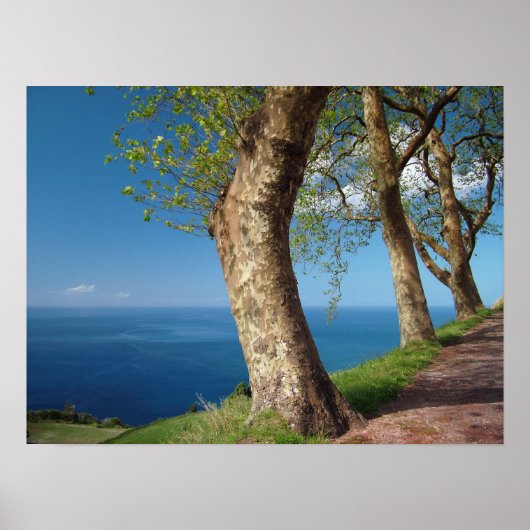 Bomen die de oceaan over het hoofd zien poster (Voorkant)