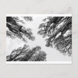 Bomen die naar de lucht reiken briefkaart