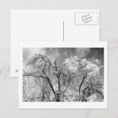 bomen draag winter briefkaart (Voorkant / Achterkant)