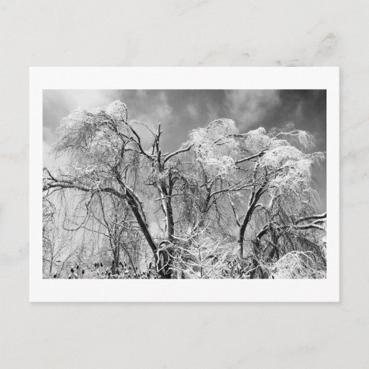 bomen draag winter briefkaart (Voorkant)