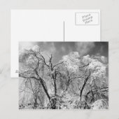 bomen draag winter briefkaart (Voorkant / Achterkant)