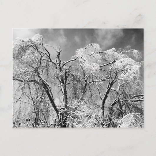 bomen draag winter briefkaart (Voorkant)