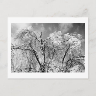 bomen dragen winter briefkaart