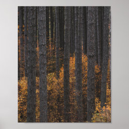 Bomen en gouden herfstloof poster