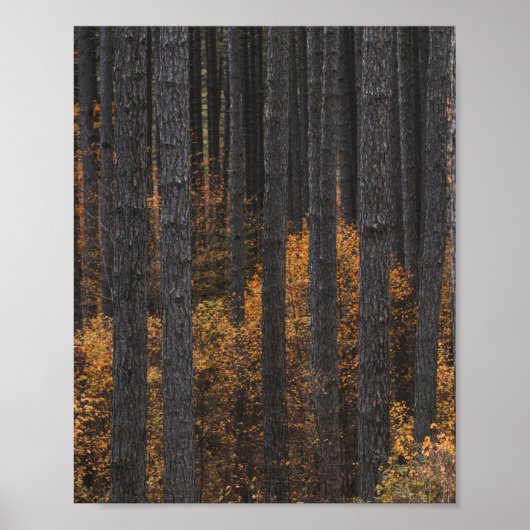 Bomen en gouden herfstloof poster (Voorkant)