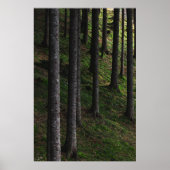 Bomen en groen mos poster (Voorkant)