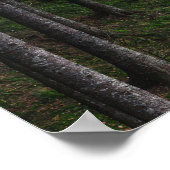 Bomen en groene mos poster (Hoek)