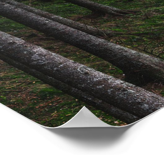 Bomen en groene mos poster (Hoek)