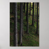 Bomen en groene mos poster (Voorkant)