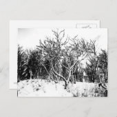 Bomen en sneeuwscène, zwart en wit briefkaart (Voorkant / Achterkant)