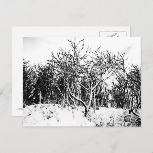 Bomen en sneeuwscène, zwart en wit briefkaart (Voorkant / Achterkant)