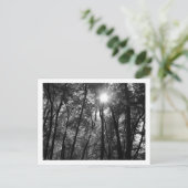 Bomen en Zon (1) Briefkaart (Staand voorkant)