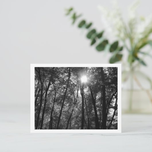Bomen en Zon (1) Briefkaart (Staand voorkant)