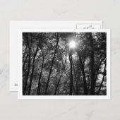 Bomen en Zon (1) Briefkaart (Voorkant / Achterkant)