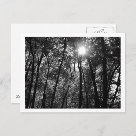 Bomen en Zon (1) Briefkaart (Voorkant / Achterkant)