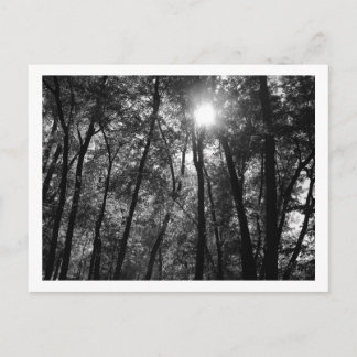 Bomen en Zon (1) Briefkaart