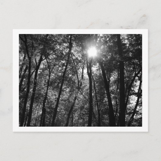 Bomen en Zon (1) Briefkaart (Voorkant)