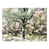 BOMEN FOTO AFDRUK (Voorkant)